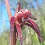 Pyrorchis nigricans (Redbeak Orchid), WA © Terry Dunham