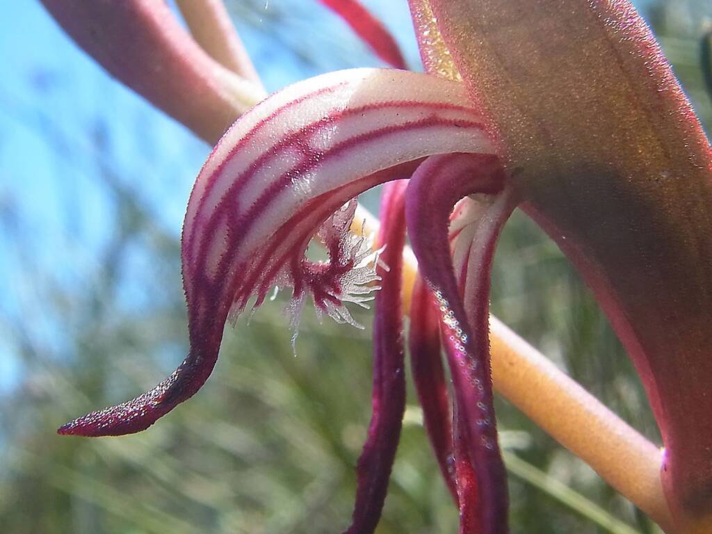 Pyrorchis nigricans (Redbeak Orchid), WA © Terry Dunham