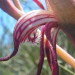 Pyrorchis nigricans (Redbeak Orchid), WA © Terry Dunham
