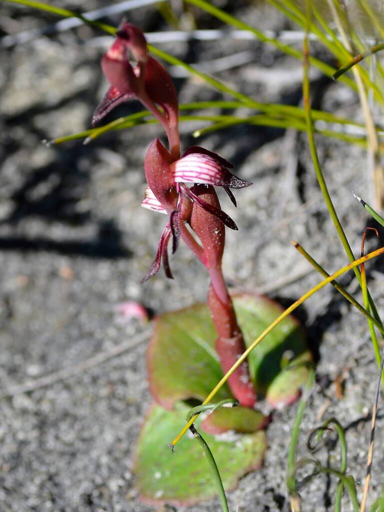 Pyrorchis nigricans (Redbeak Orchid), WA © Terry Dunham