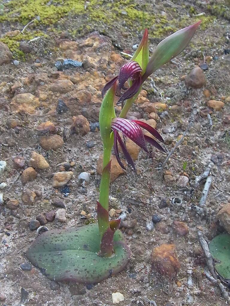 Pyrorchis nigricans (Redbeak Orchid), WA © Terry Dunham