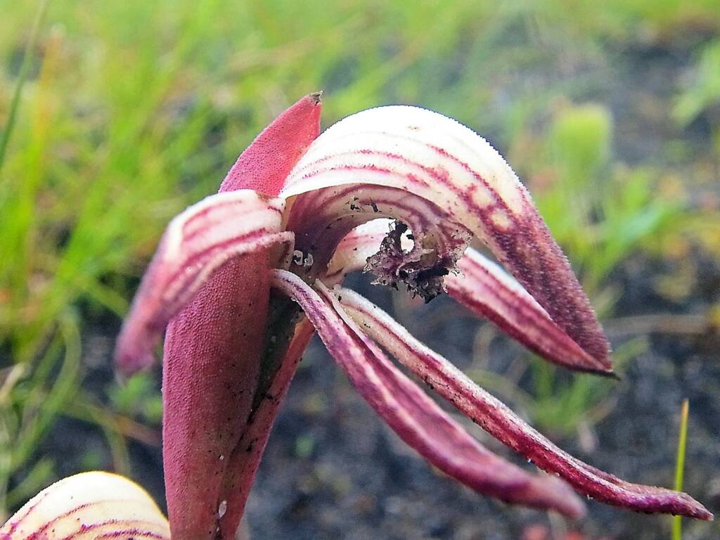 Pyrorchis nigricans (Red Beak Orchid), Sth Coast WA © Terry Dunham