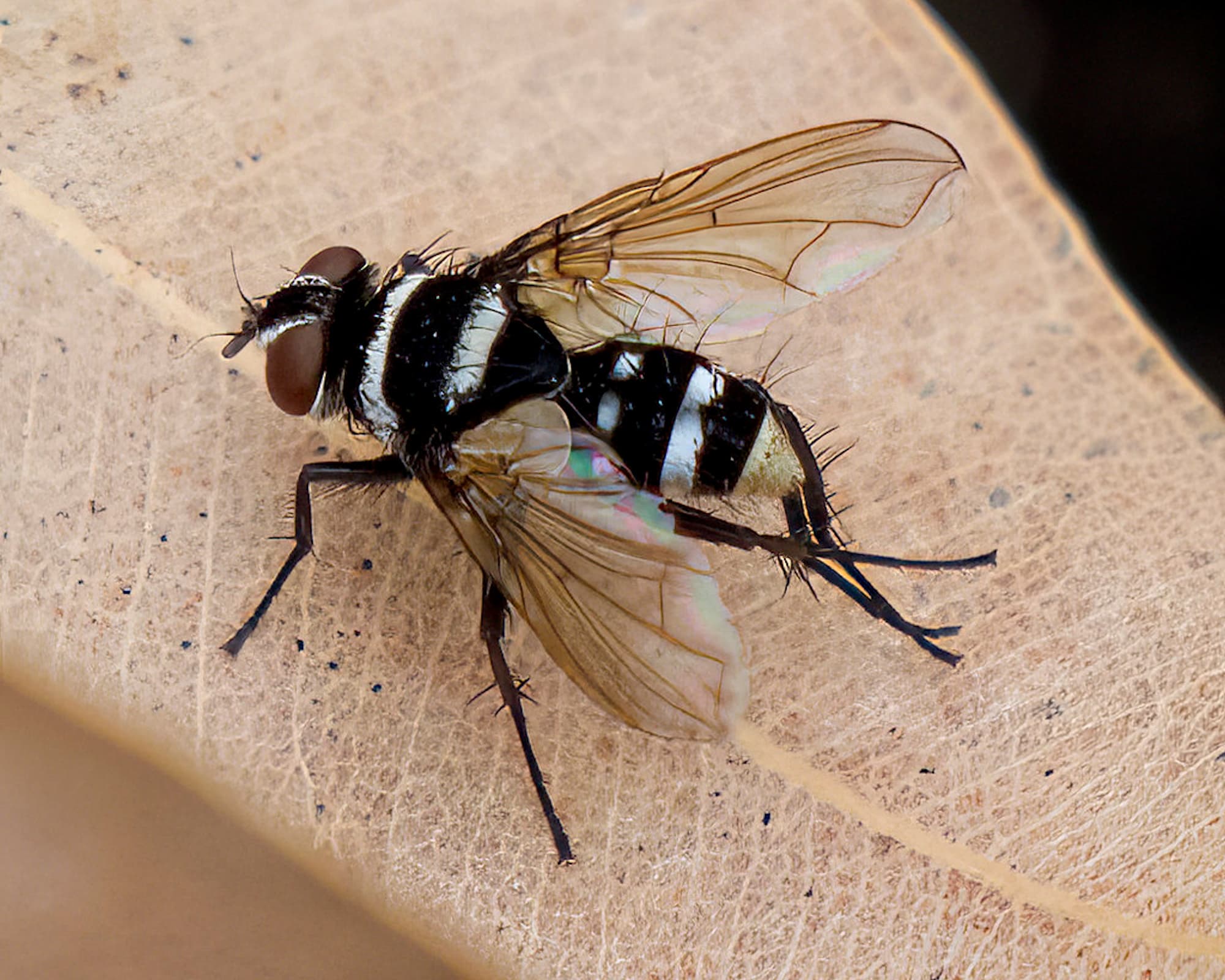 Tachinid Bristle Fly (Trigonospila sp), Eurobodalla Botanic Gardens NSW © Phil Warburton