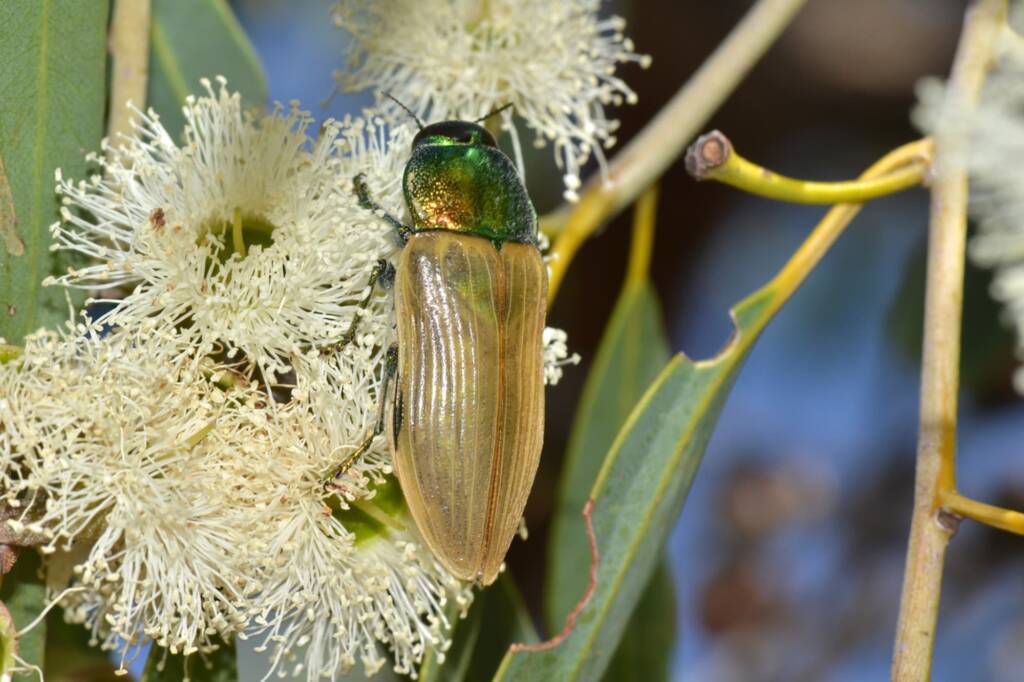Temognatha bruckii, Bullsbrook Nature Reserve, Bullsbrook WA © Jean and Fred Hort
