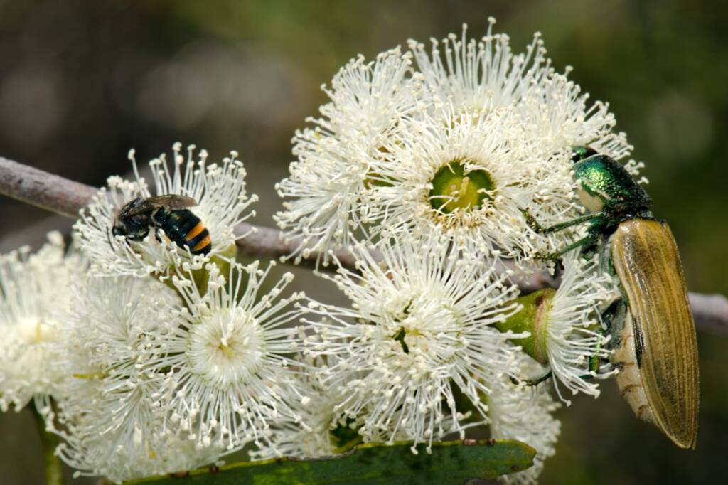 Temognatha bruckii, Bullsbrook Nature Reserve, Bullsbrook WA © Jean and Fred Hort