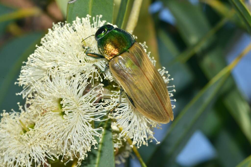 Temognatha bruckii, Bullsbrook Nature Reserve, Bullsbrook WA © Jean and Fred Hort
