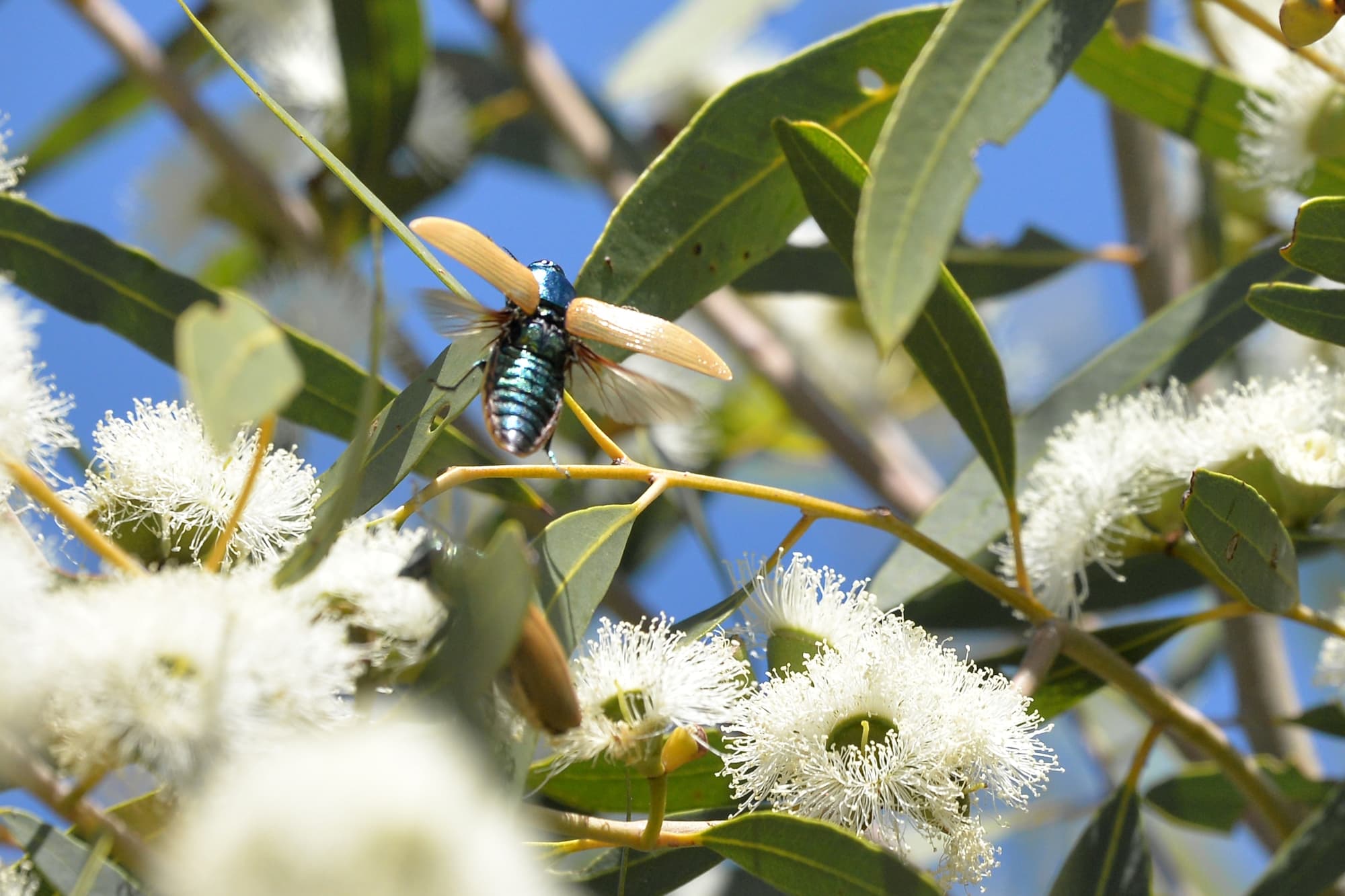 Temognatha bruckii, Ioppolo Nature Reserve WA © Jean and Fred Hort