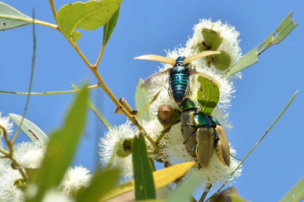 Temognatha bruckii, Ioppolo Nature Reserve WA © Jean and Fred Hort