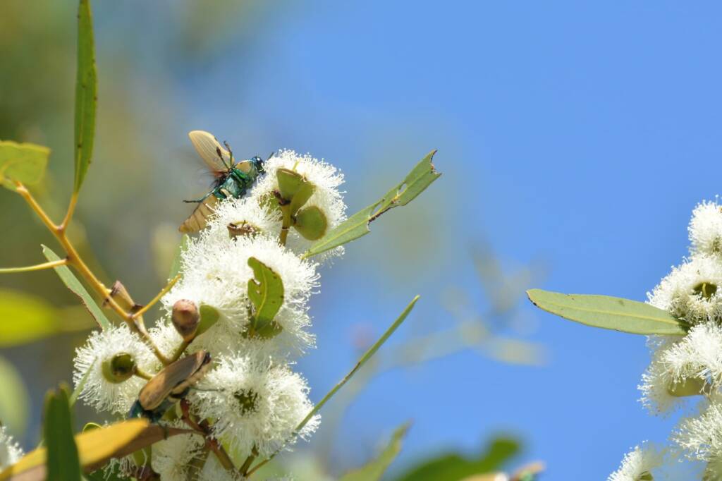 Temognatha bruckii, Ioppolo Nature Reserve WA © Jean and Fred Hort