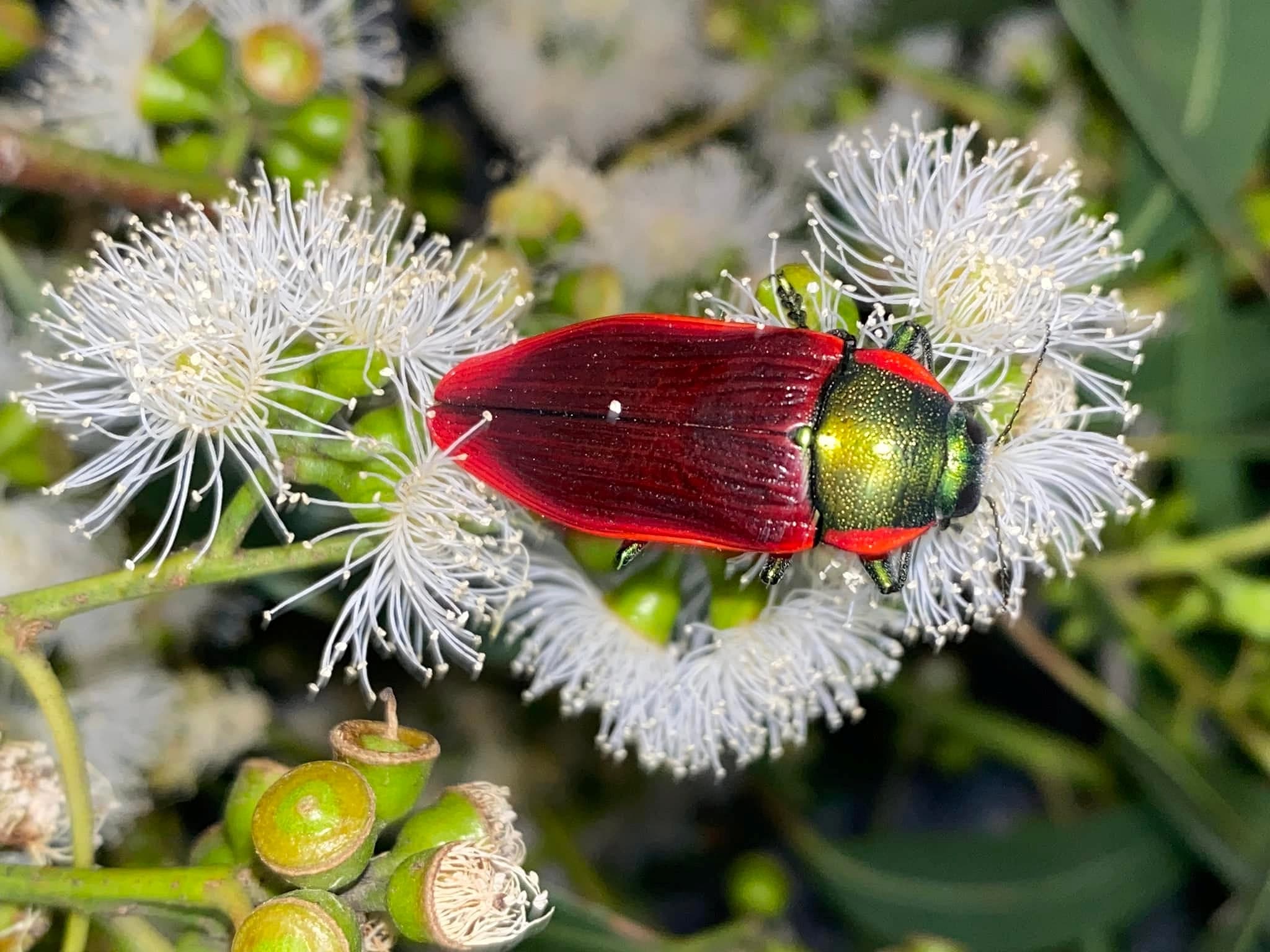 Temognatha menalcas (red form), Central Victoria © Kees Green