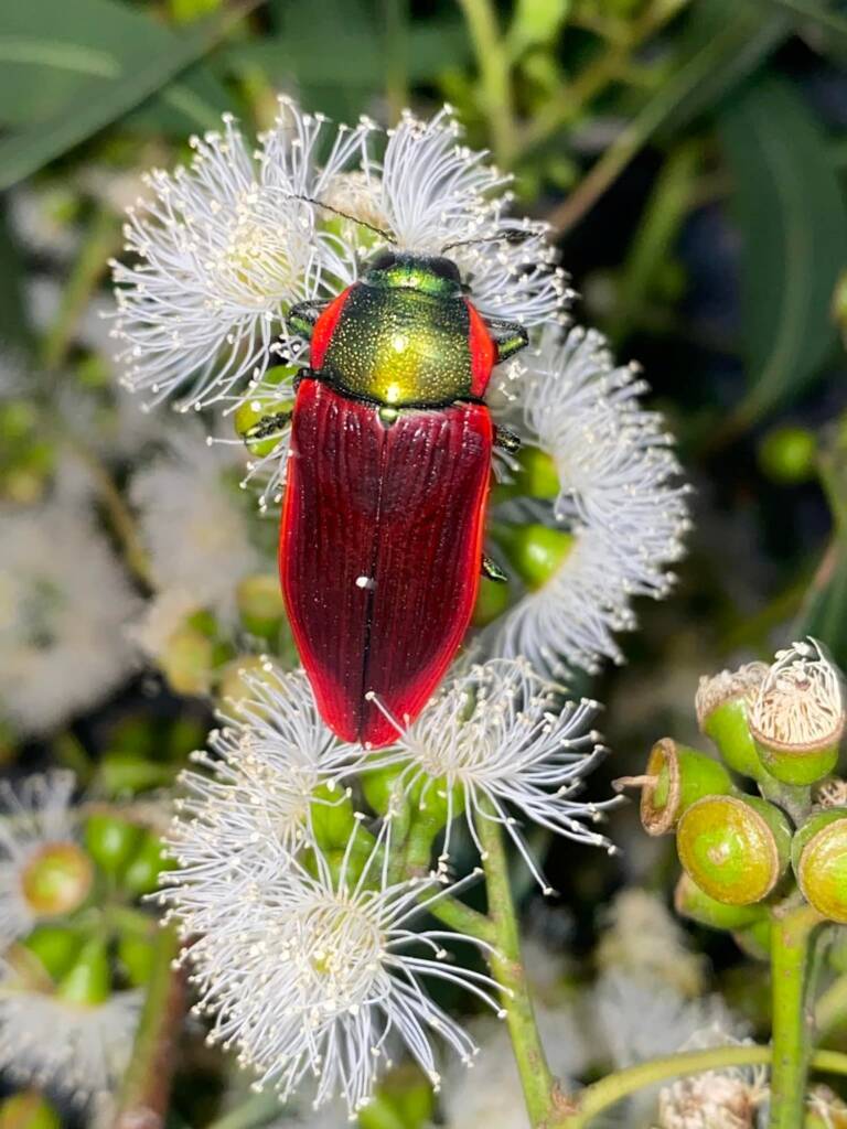 Temognatha menalcas (red form), Central Victoria © Kees Green
