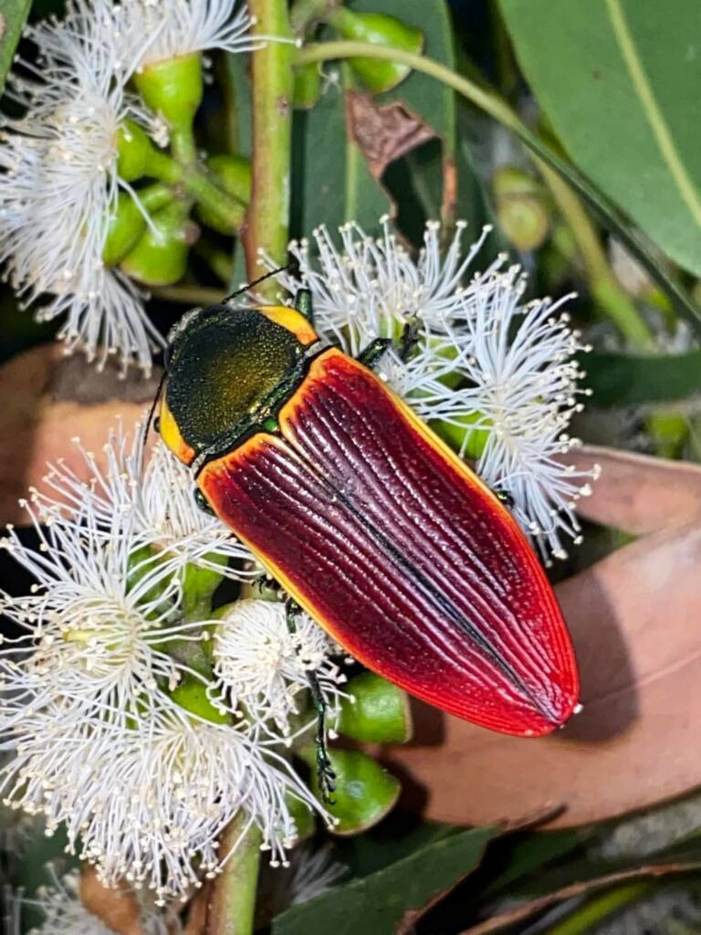 Temognatha menalcas (yellow form), Central Victoria © Kees Green