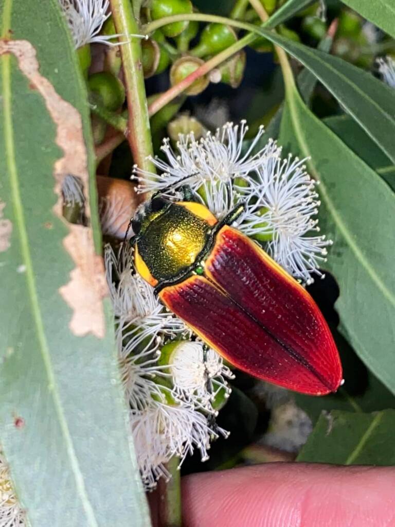 Temognatha menalcas (yellow form), Central Victoria © Kees Green