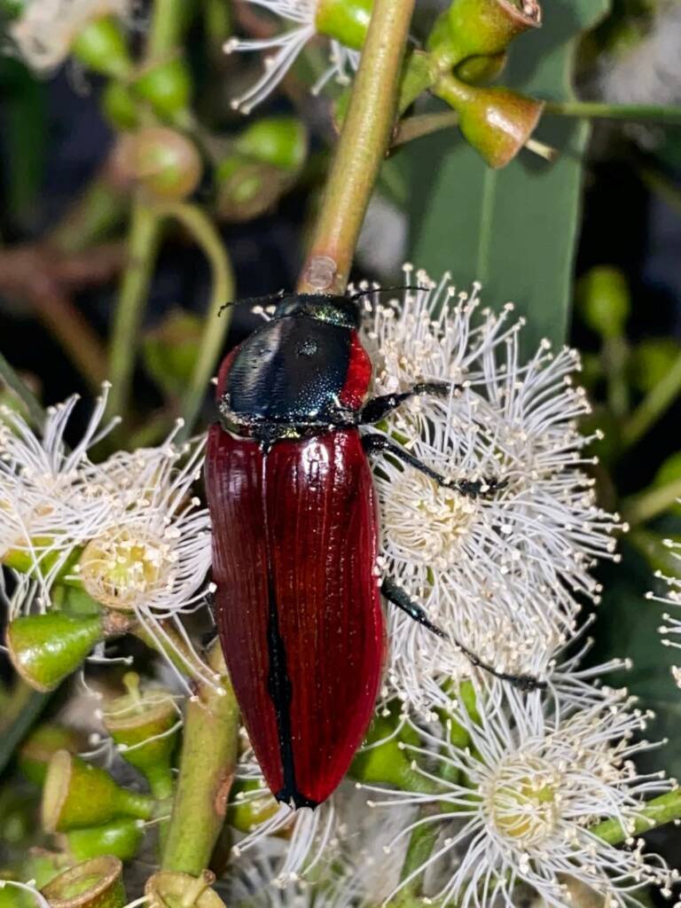 Temognatha sanguinea, Central Victoria © Kees Green