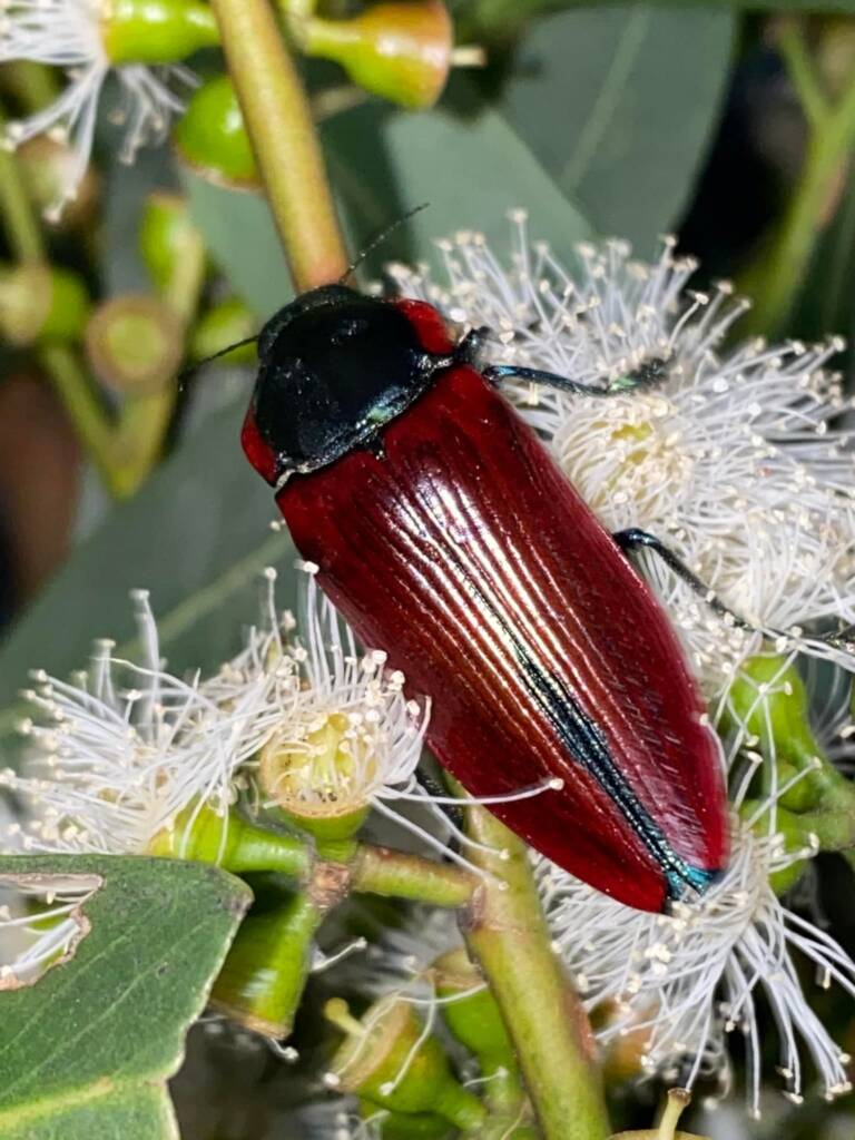Temognatha sanguinea, Central Victoria © Kees Green