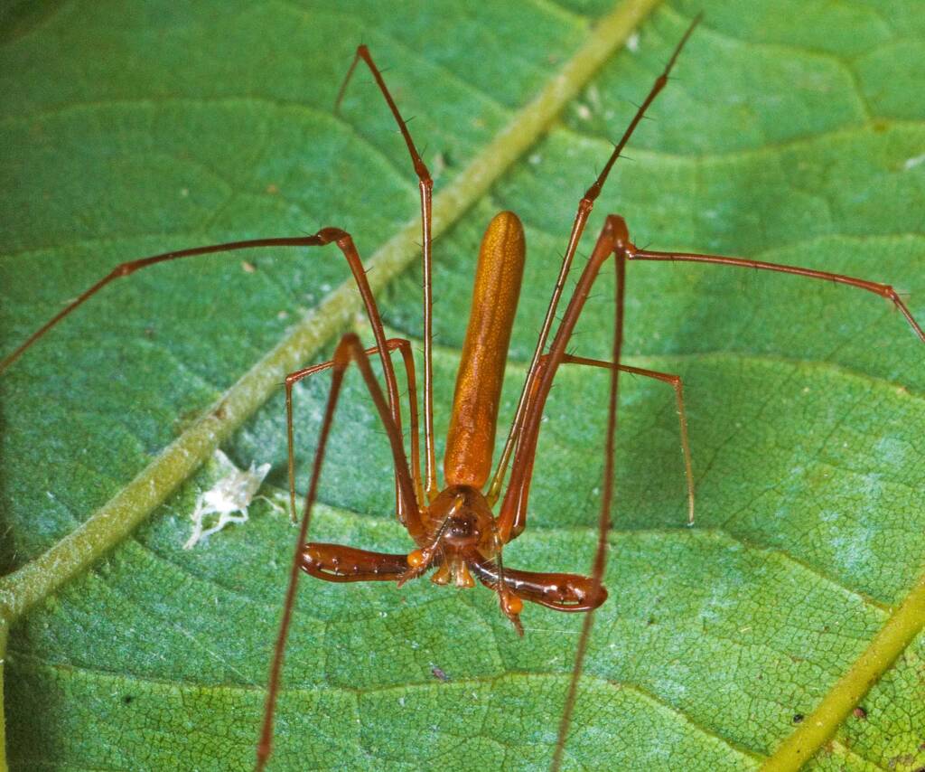 Tetragnatha rubriventris (Long-jawed Spider), Brinsmead QLD © Tony Eales