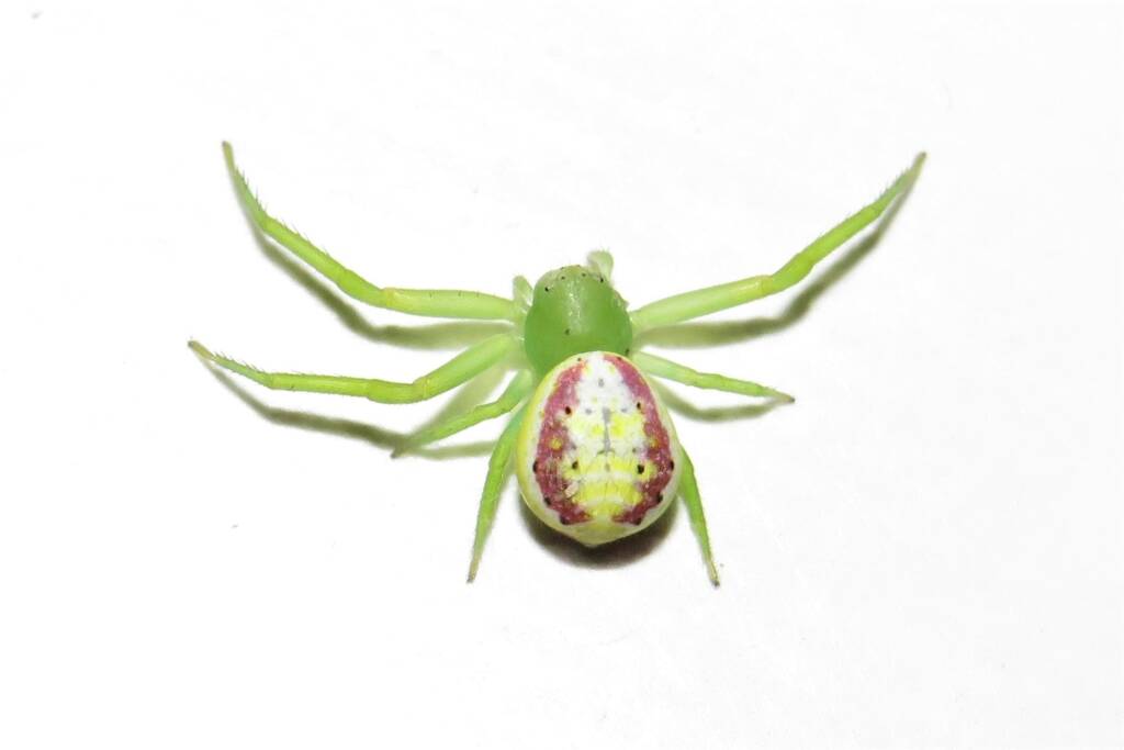 Tharrhalea sp, Kalaru NSW © Deb Taylor