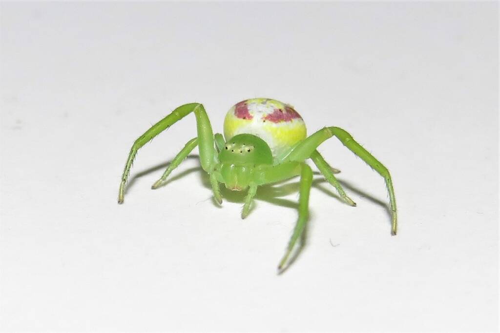 Tharrhalea sp, Kalaru NSW © Deb Taylor
