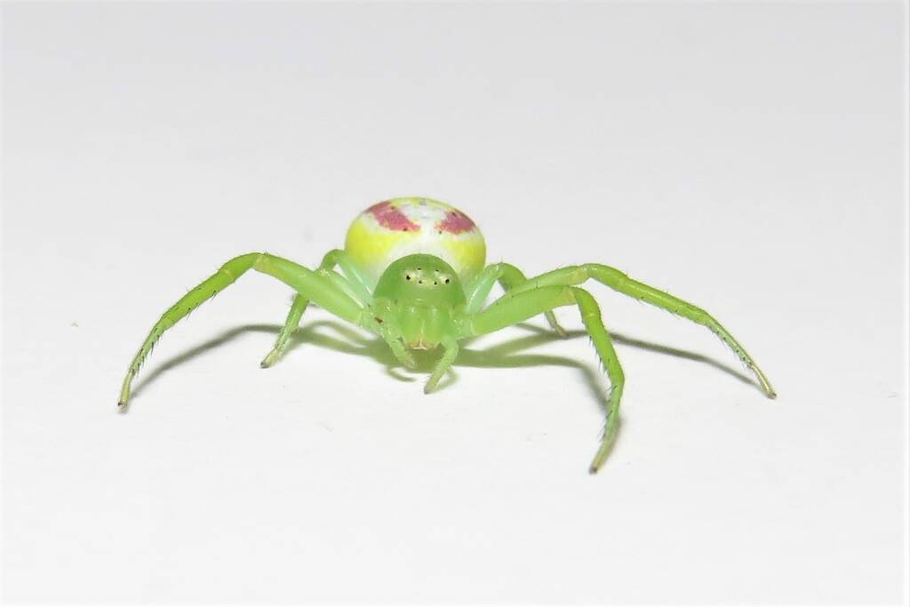 Tharrhalea sp, Kalaru NSW © Deb Taylor
