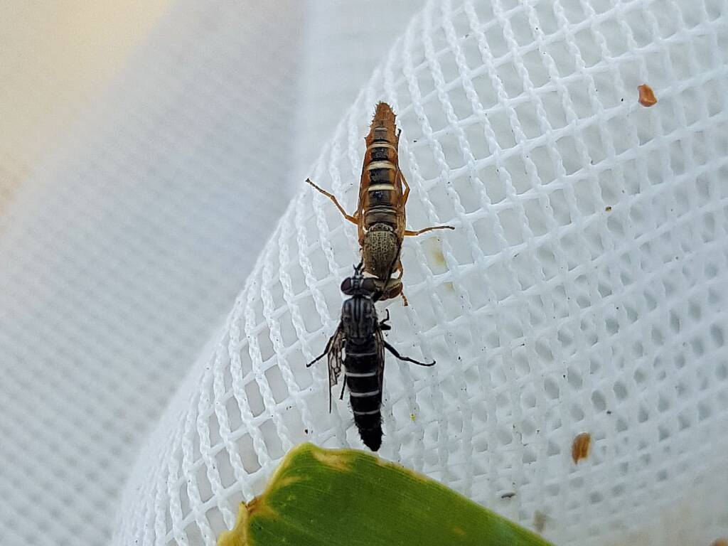 Therevidae (family) - Stiletto Flies, Alice Springs NT