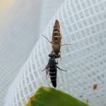 Therevidae (family) - Stiletto Flies, Alice Springs NT