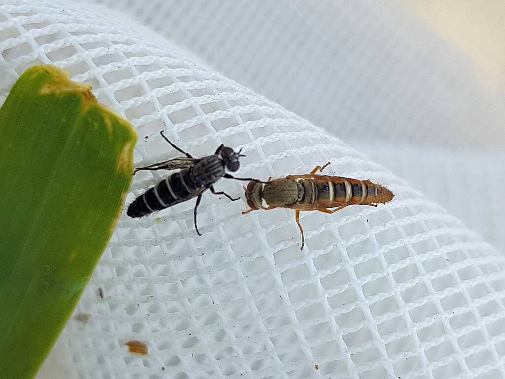Therevidae (family) - Stiletto Flies, Alice Springs NT
