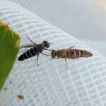 Therevidae (family) - Stiletto Flies, Alice Springs NT