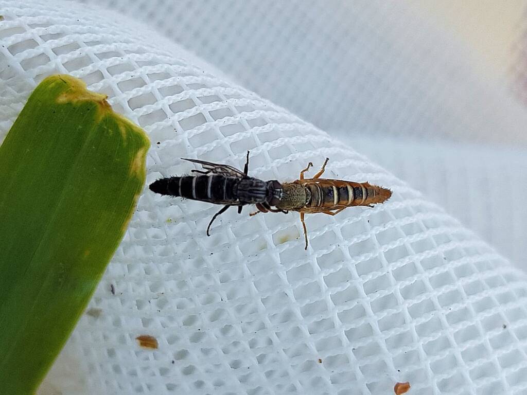 Therevidae (family) - Stiletto Flies, Alice Springs NT