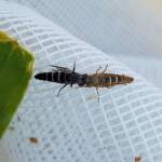 Therevidae (family) - Stiletto Flies, Alice Springs NT