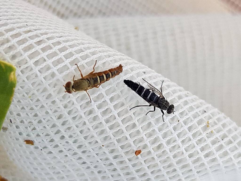 Therevidae (family) - Stiletto Flies, Alice Springs NT