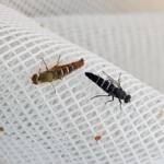 Therevidae (family) - Stiletto Flies, Alice Springs NT