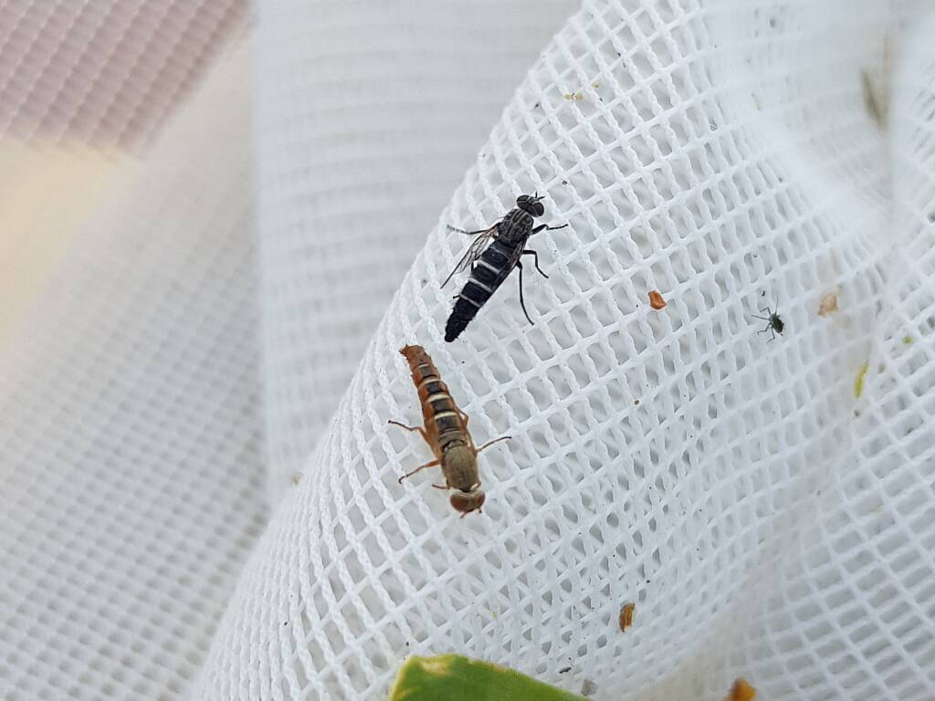 Therevidae (family) - Stiletto Flies, Alice Springs NT