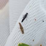 Therevidae (family) - Stiletto Flies, Alice Springs NT