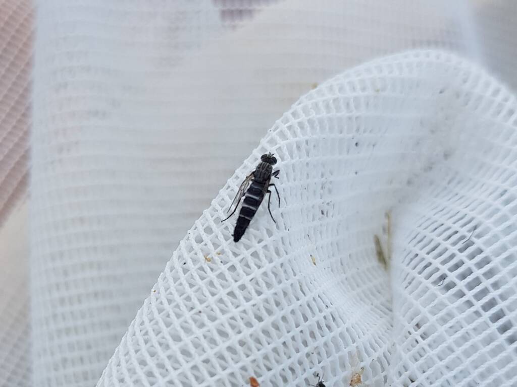 Therevidae (family) - Stiletto Flies, Alice Springs NT