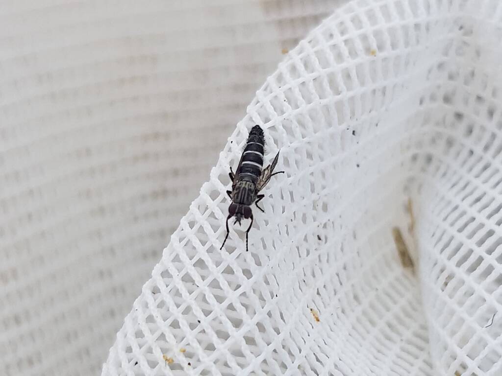 Therevidae (family) - Stiletto Flies, Alice Springs NT
