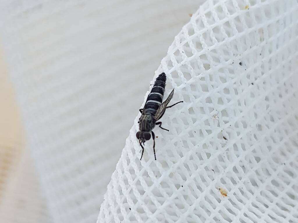 Therevidae (family) - Stiletto Flies, Alice Springs NT