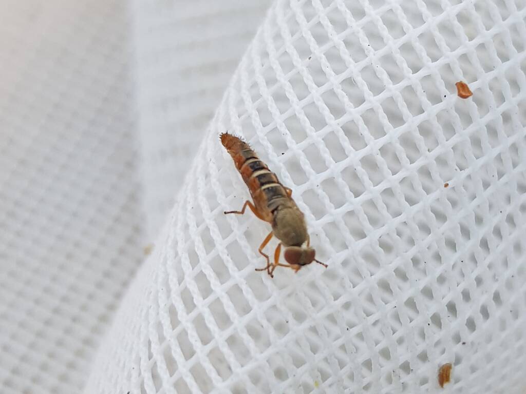 Therevidae (family) - Stiletto Flies, Alice Springs NT