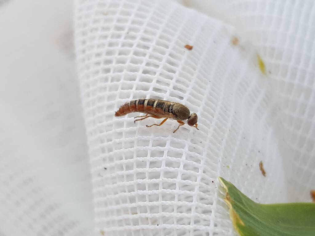 Therevidae (family) - Stiletto Flies, Alice Springs NT