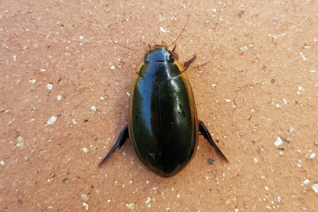 Three-punctured Diving Beetle (Cybister tripunctatus), Alice Springs NT