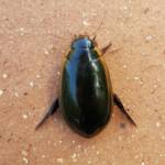 Three-punctured Diving Beetle (Cybister tripunctatus), Alice Springs NT