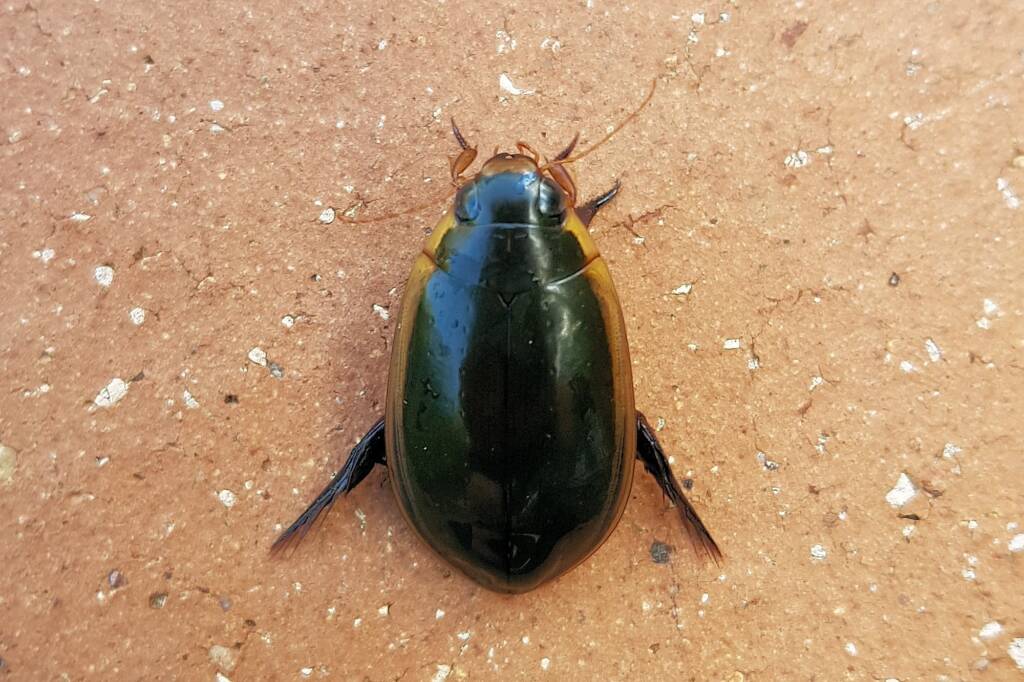 Three-punctured Diving Beetle (Cybister tripunctatus), Alice Springs NT