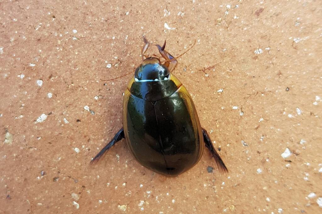 Three-punctured Diving Beetle (Cybister tripunctatus), Alice Springs NT