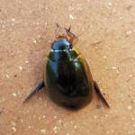 Three-punctured Diving Beetle (Cybister tripunctatus), Alice Springs NT
