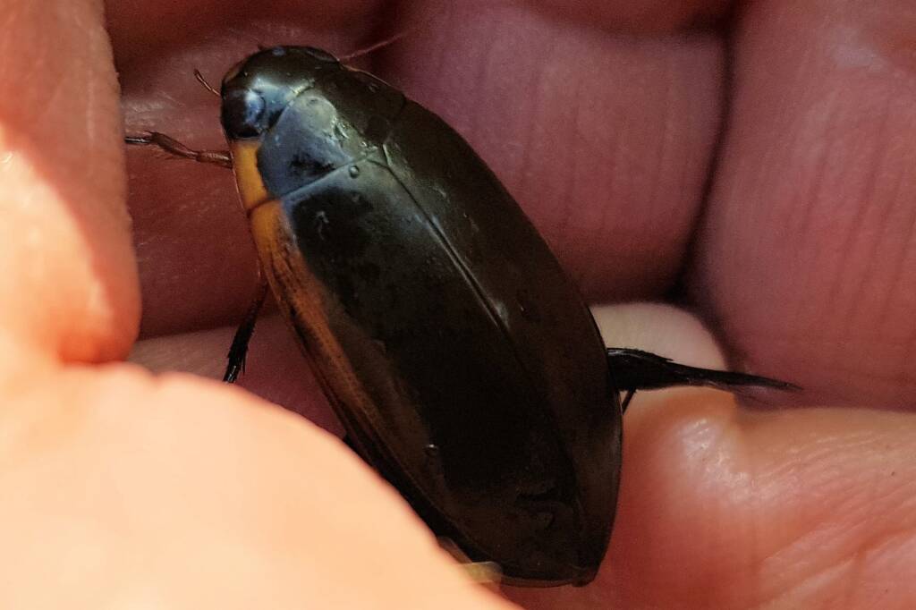 Three-punctured Diving Beetle (Cybister tripunctatus), Alice Springs NT