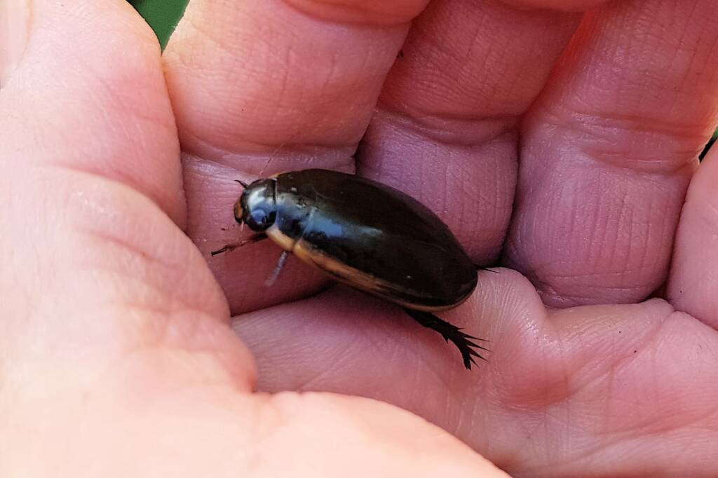 Three-punctured Diving Beetle (Cybister tripunctatus), Alice Springs NT