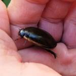 Three-punctured Diving Beetle (Cybister tripunctatus), Alice Springs NT
