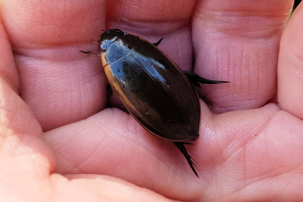 Three-punctured Diving Beetle (Cybister tripunctatus), Alice Springs NT
