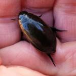 Three-punctured Diving Beetle (Cybister tripunctatus), Alice Springs NT