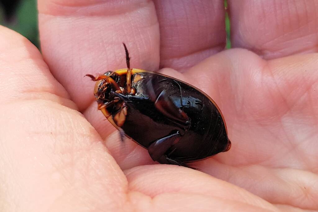 Three-punctured Diving Beetle (Cybister tripunctatus), Alice Springs NT