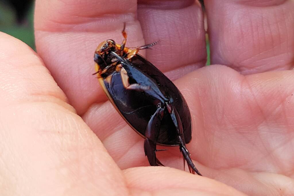Three-punctured Diving Beetle (Cybister tripunctatus), Alice Springs NT